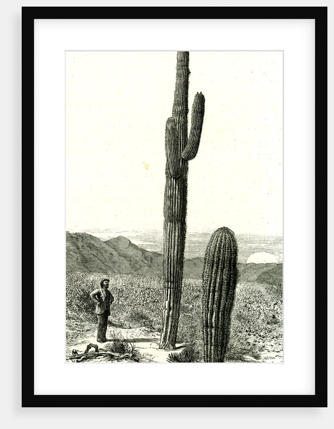 Giant Cactus Arizona 1891 USA by Anonymous