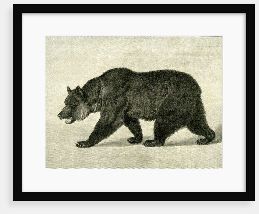 The Grizzly Bear USA 1891 by Anonymous