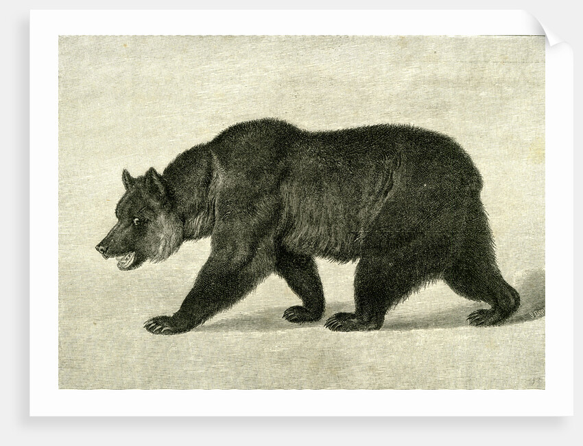 The Grizzly Bear USA 1891 by Anonymous