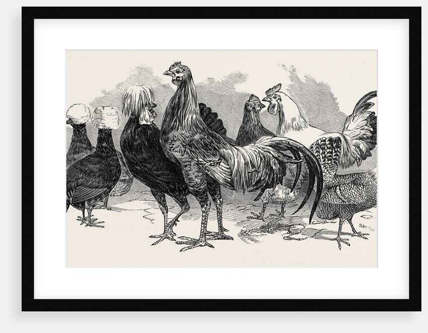 Polish Fowls by Anonymous