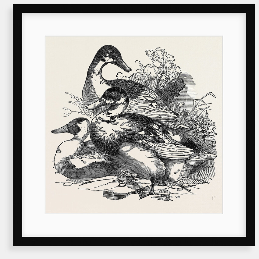 Ducks, First Prize: Cross Aylesbury and Rouen: Mr. Baker by Anonymous