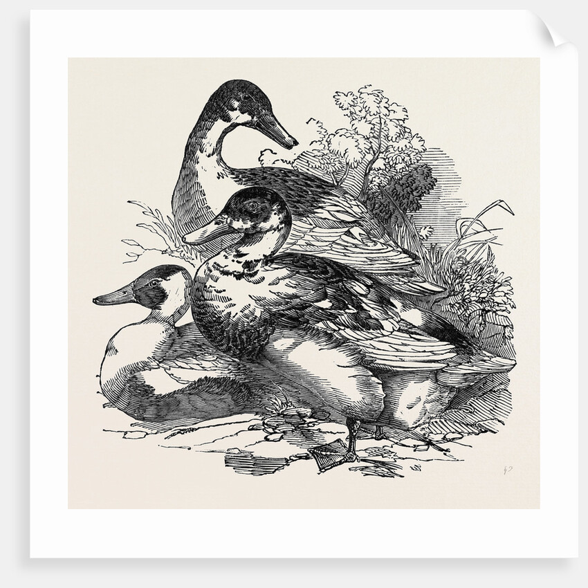 Ducks, First Prize: Cross Aylesbury and Rouen: Mr. Baker by Anonymous