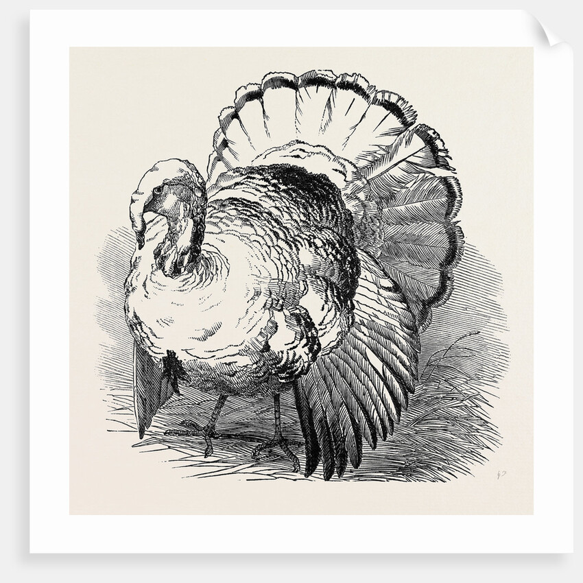 Spangled Turkey, First Prize: Mr. Bartlett by Anonymous