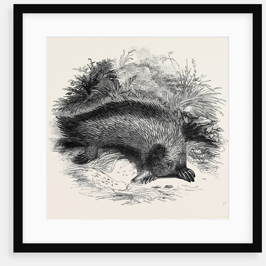 Australian Anteater, at the Gardens of the Zoological Society by Anonymous