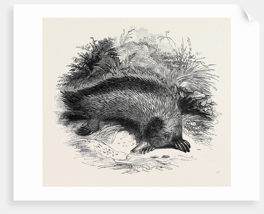 Australian Anteater, at the Gardens of the Zoological Society by Anonymous