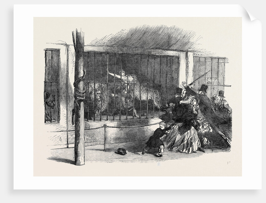 Death of the Lion Queen, in Wombwell's Menagerie, at Chatham by Anonymous