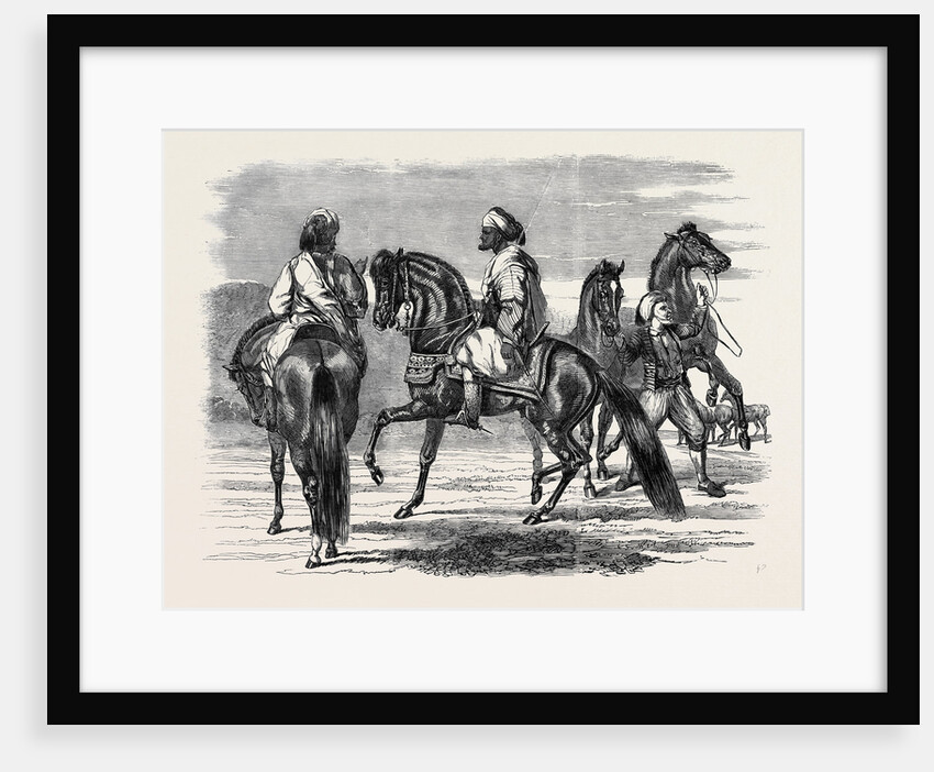 Barbs Presented to Queen Victoria by the Emperor of Morocco by Anonymous