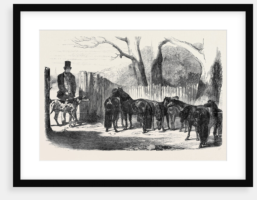 Shetland Ponies Purchased for the Pacha of Egypt by Anonymous