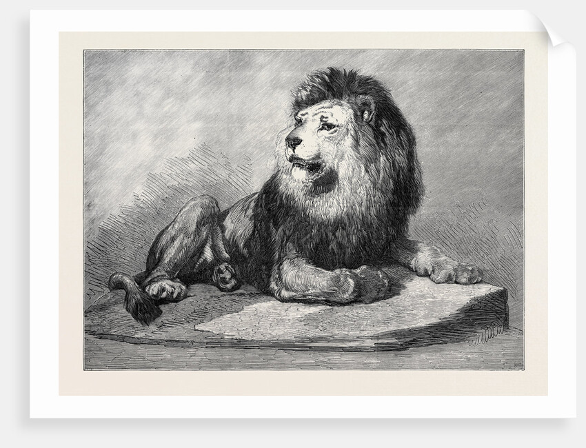 The Old Lion of the Zoological Society's Collection London 1873 by Anonymous