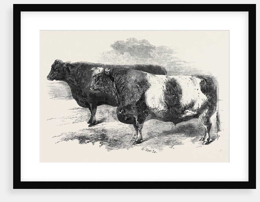 Meeting of the Royal Agricultural Society at Salisbury: No. 251 by Anonymous