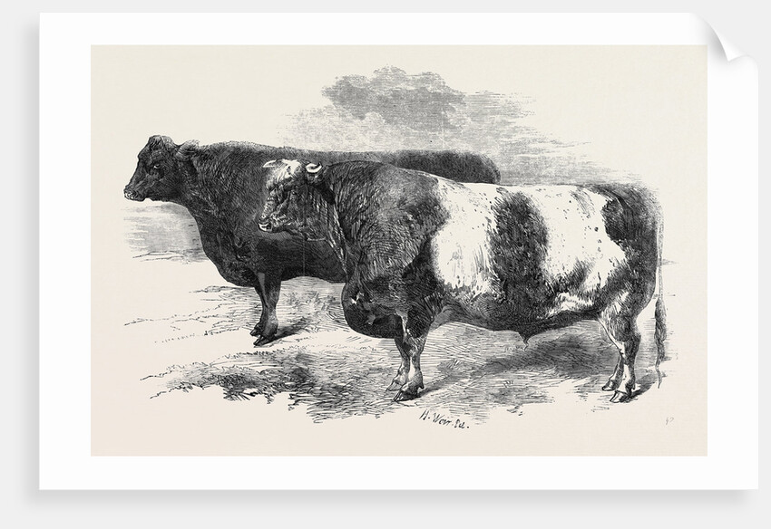 Meeting of the Royal Agricultural Society at Salisbury: No. 251 by Anonymous