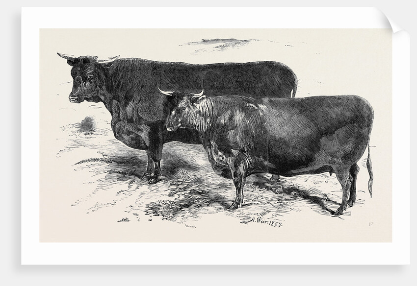 Meeting of the Royal Agricultural Society at Salisbury: Devons No. 176 by Anonymous
