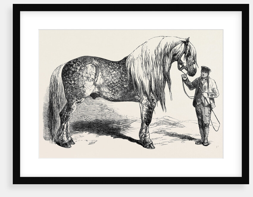 Meeting of the Royal Agricultural Society at Salisbury: No. 281. Horse for Agricultural Purposes by Anonymous
