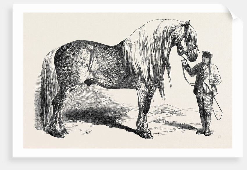 Meeting of the Royal Agricultural Society at Salisbury: No. 281. Horse for Agricultural Purposes by Anonymous