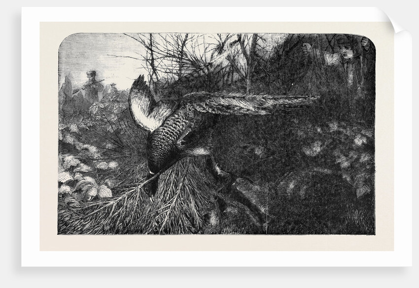 Pheasant Shooting by Anonymous