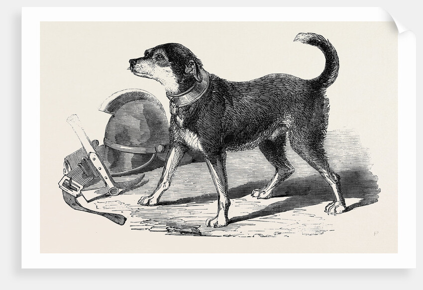 The Fire-Escape-Man's Dog Bill by Anonymous