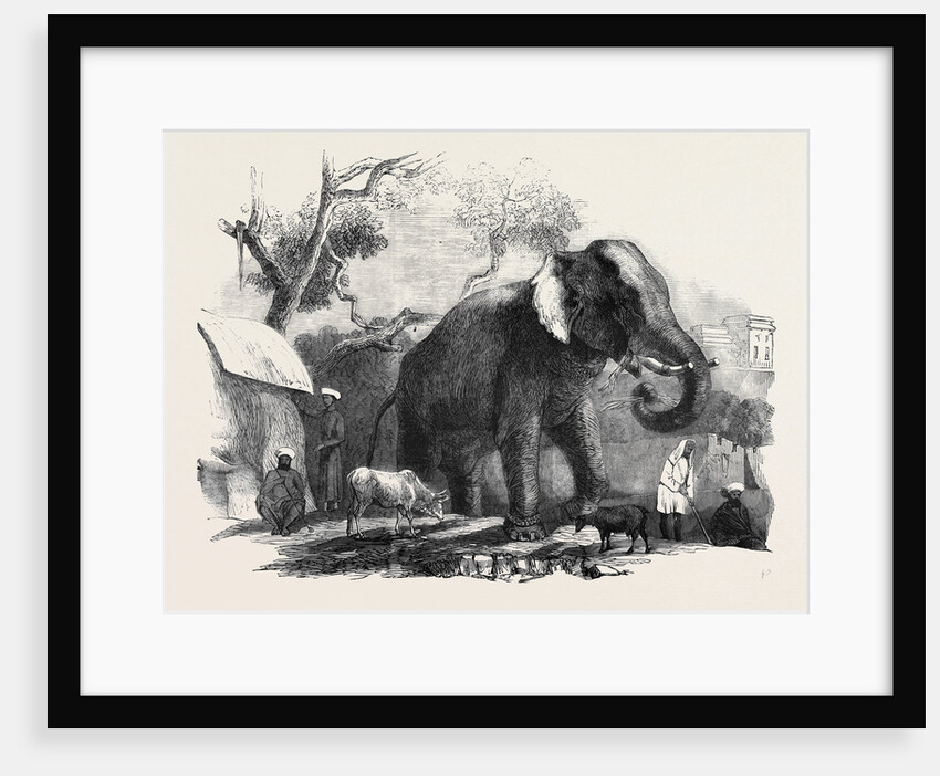 Elephant Belonging to the Rajah of Bhurtpore by Anonymous