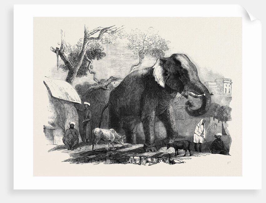Elephant Belonging to the Rajah of Bhurtpore by Anonymous