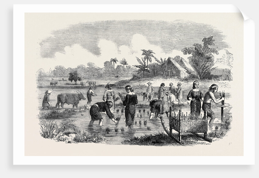 Planting Rice in Manilla. by Anonymous