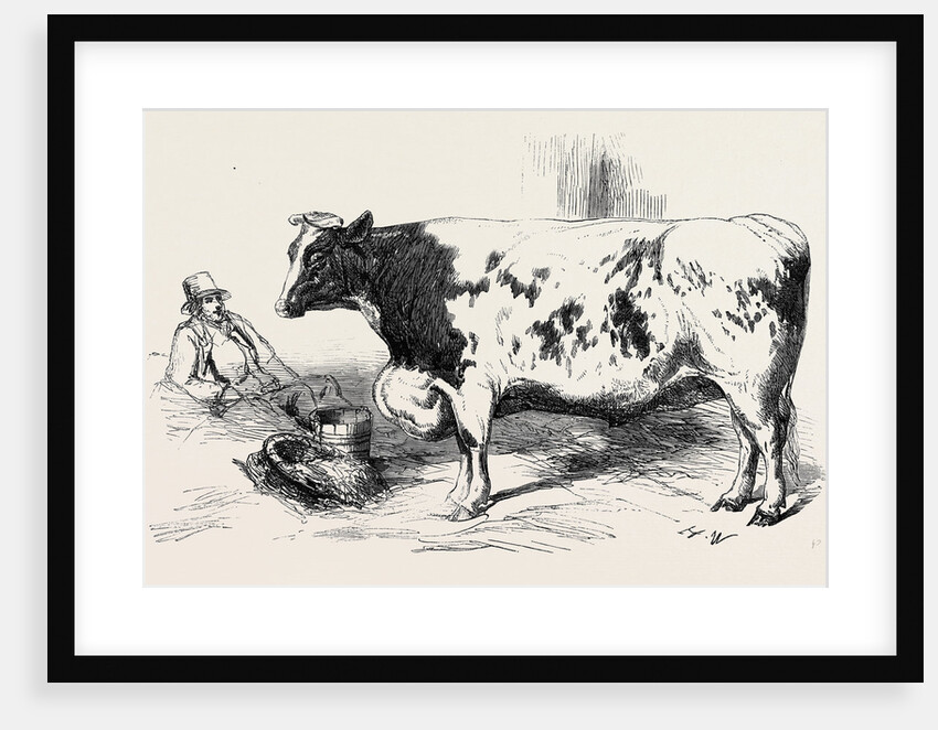 The First Prize Short Horn Class 10 No. 89 £25 and Gold and Silver Medals As the Best Steer or Ox at the Smithfield Club Cattle Show by Anonymous