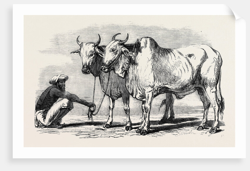 Guzerat Oxen from a Drawing by W. Carpenter Jun. by Anonymous