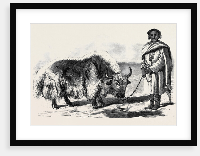 The Yak or Thibet Ox from a Drawing by W. Carpenter Jun. by Anonymous