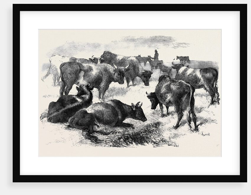 Breton Cattle. by Anonymous