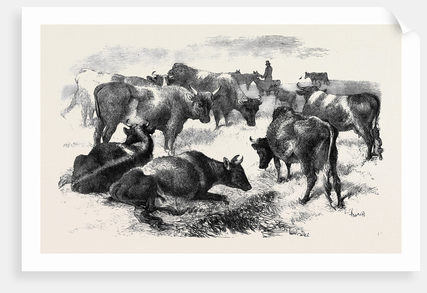 Breton Cattle. by Anonymous