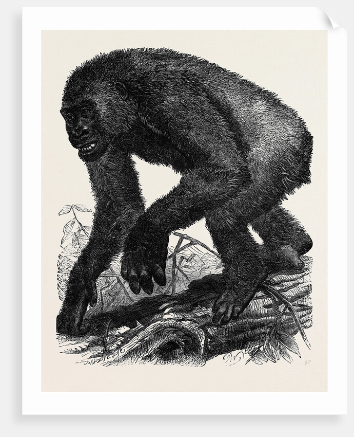 The Gorilla by Anonymous