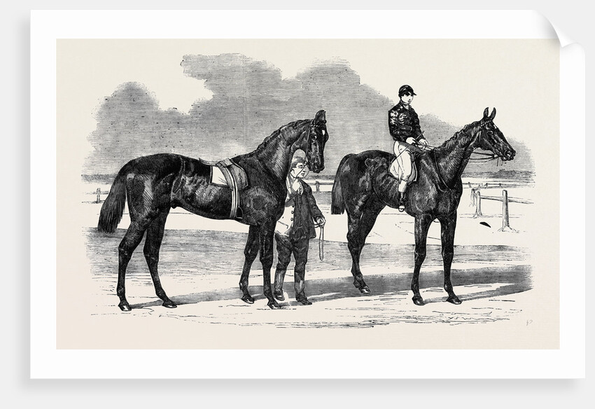 The Winners of the Derby and the Oaks, Musjid the Winner of the Derby Summerside the Winner of the Oaks by Anonymous