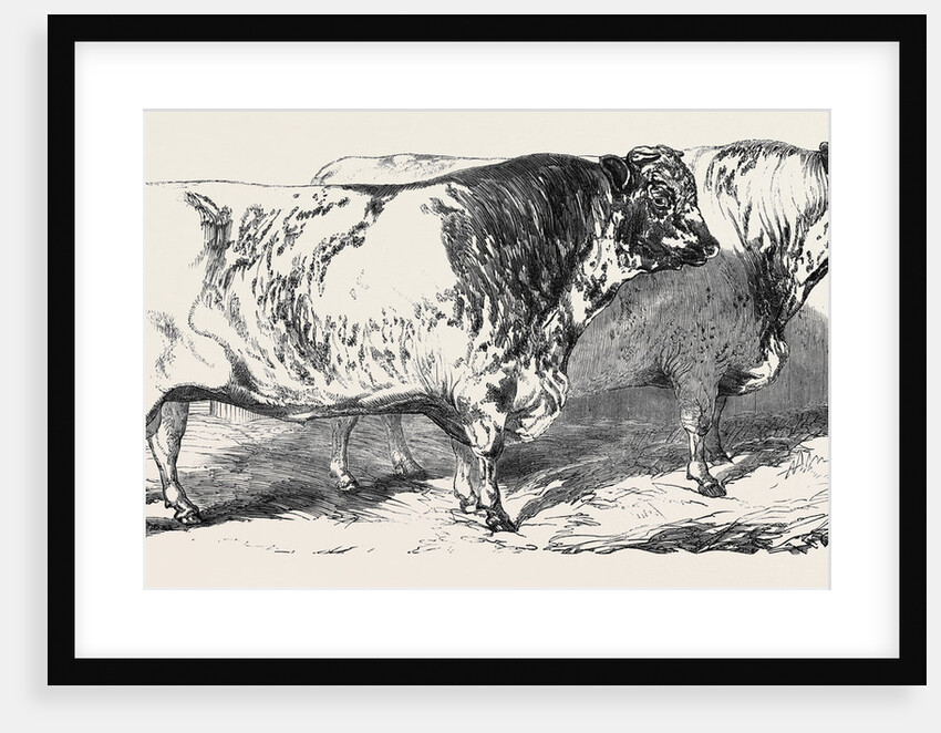 Short Horns, Class 1; Prize Cattle Show at the Royal Agricultural Society's Show, at Windsor by Anonymous
