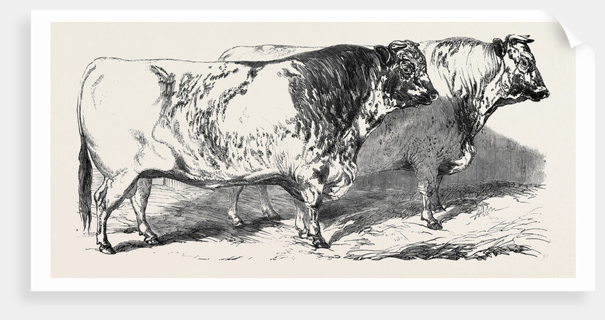 Short Horns, Class 1; Prize Cattle Show at the Royal Agricultural Society's Show, at Windsor by Anonymous