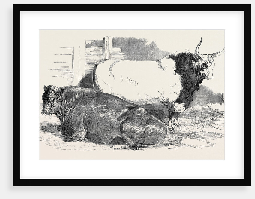Scotch Polled, Class 1; Prize Cattle Show at the Royal Agricultural Society's Show, at Windsor by Anonymous