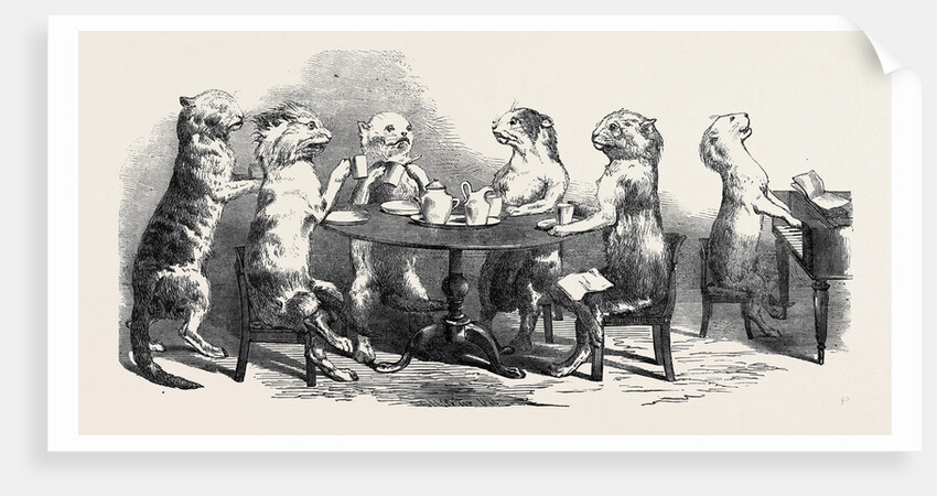 Stuffed Cats, from Wirtemburg, from a Daguerreotype by Claudet by Anonymous