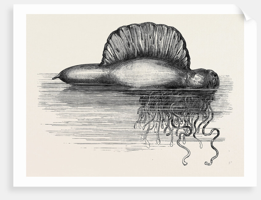 Physalia or Portuguese Man-of-War Lately Found on the South Coast of England UK 1869 by Anonymous