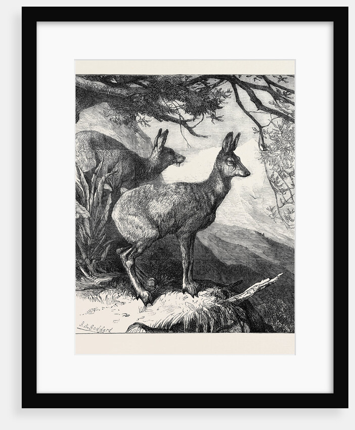 The Musk Deer at the Zoological Society's Gardens 1869 by Anonymous