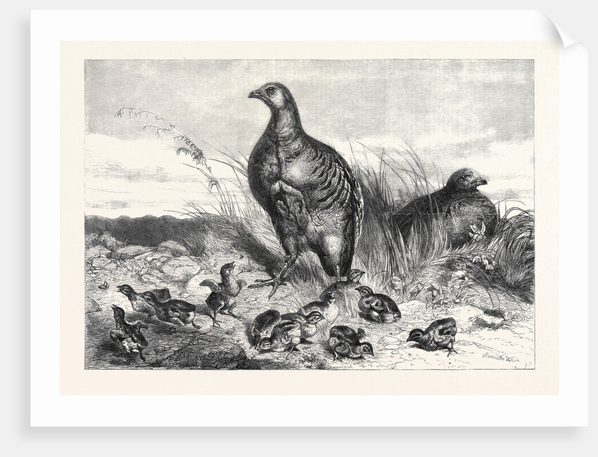 A Brood of Partridges by Anonymous