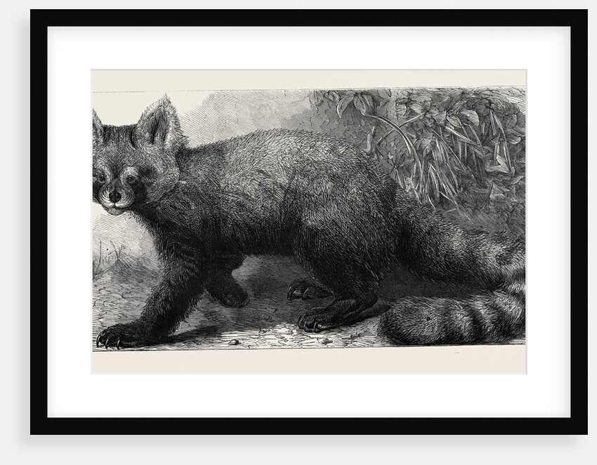 The Ailurus Fulgens at the Zoological Society's Gardens Regent's Park London UK 1869 by Anonymous