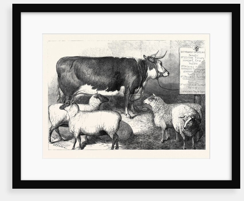 Prize Cow and Sheep at the Bath and West of England Agricultural Show Southampton 1869 by Anonymous