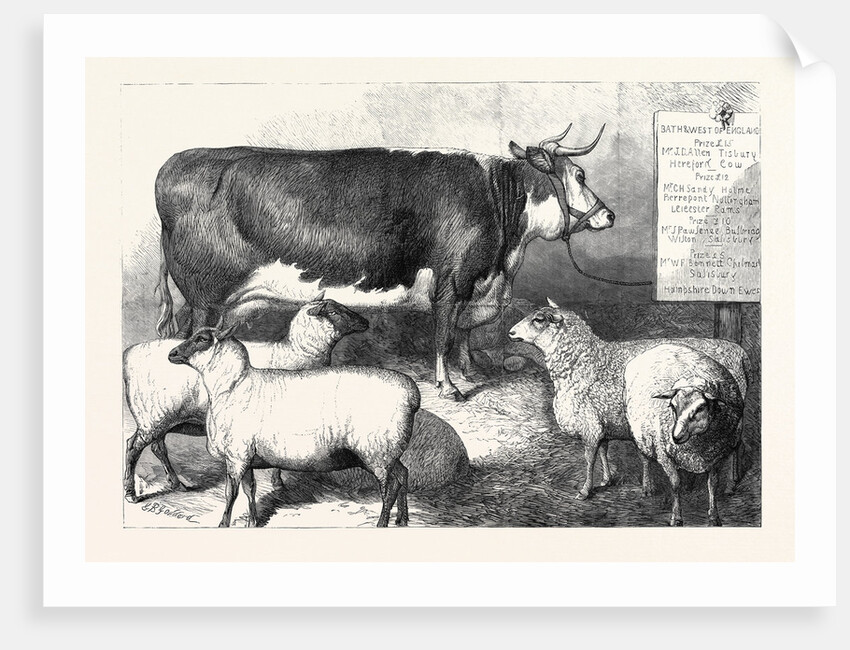 Prize Cow and Sheep at the Bath and West of England Agricultural Show Southampton 1869 by Anonymous