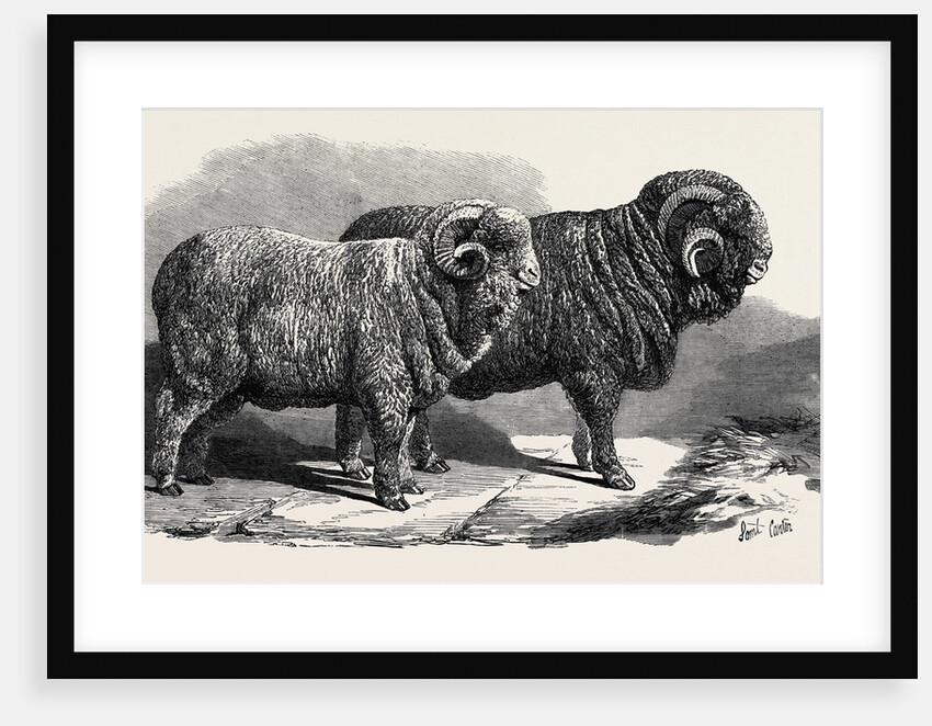 Pure Saxon Merino Rams Exhibited at Breslau 1869 by Anonymous