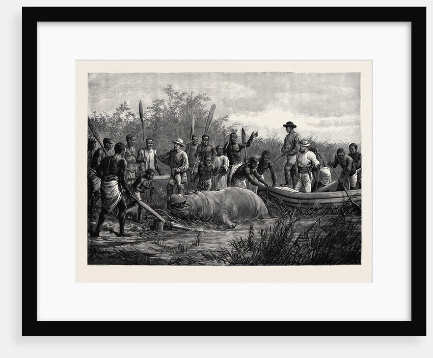 Hippopotamus Hunting in Angola West Africa 1880 by Anonymous