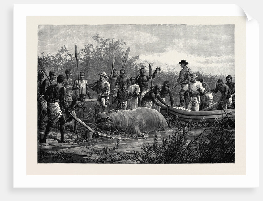 Hippopotamus Hunting in Angola West Africa 1880 by Anonymous
