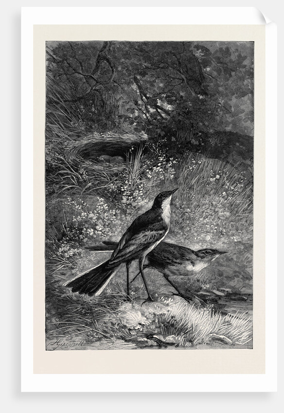 Sometimes in the Shallows They Boldly Wade in Search of Prey by Anonymous