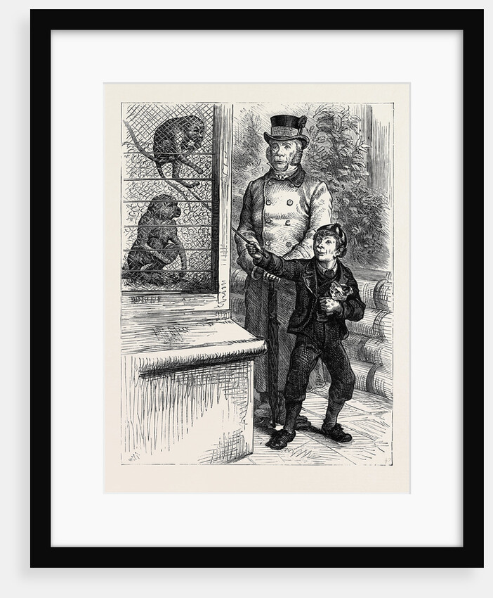 At the Zoological Society's Gardens in London: The Monkeys 1880 by Anonymous