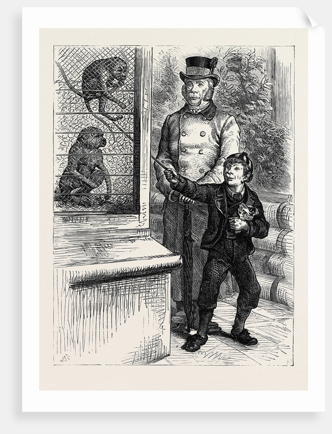 At the Zoological Society's Gardens in London: The Monkeys 1880 by Anonymous
