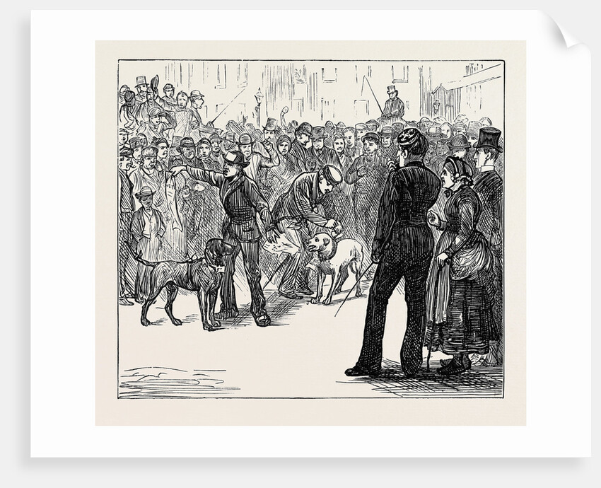 Metropolitan Boroughs Election: Whig and Tory London 1874 by Anonymous