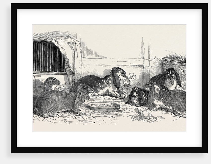 Show of the Metropolitan Fancy Rabbit Club by Anonymous