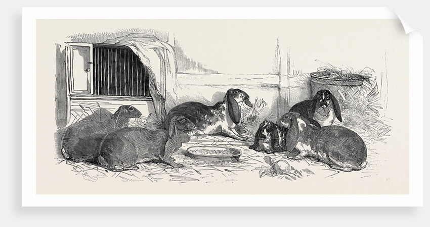 Show of the Metropolitan Fancy Rabbit Club by Anonymous