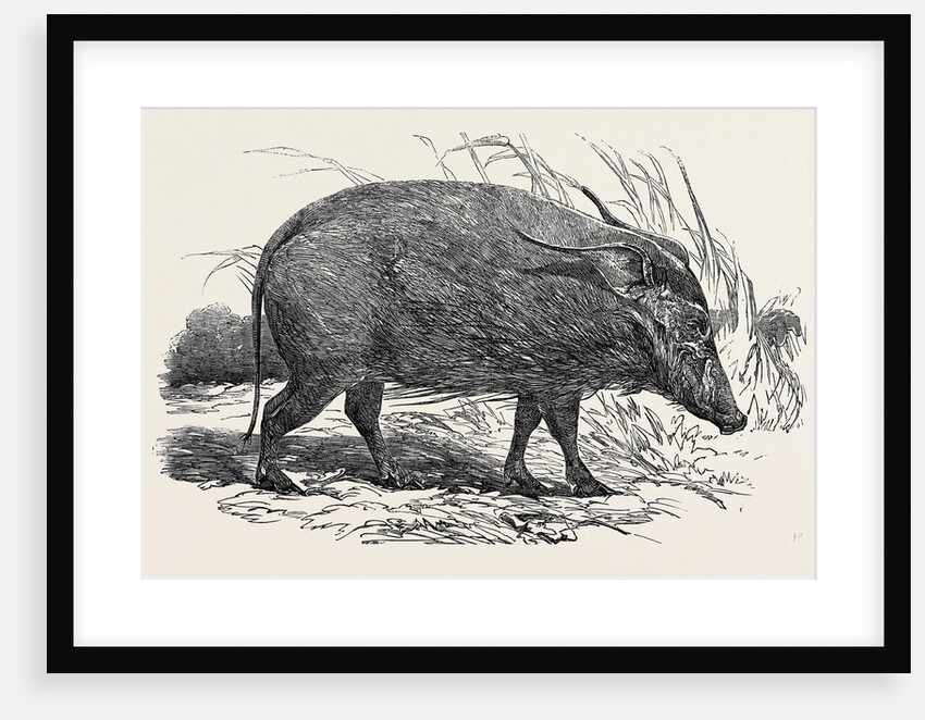 Choiropotamus, or Red Hog of the Cameroons, in the Gardens of the Zoological Society, Regent's Park, London by Anonymous